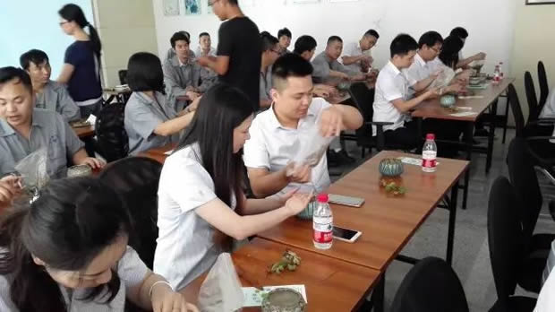 华亭镇团委联合金年会 金字招牌开展微景观绿植DIY活动（图7）